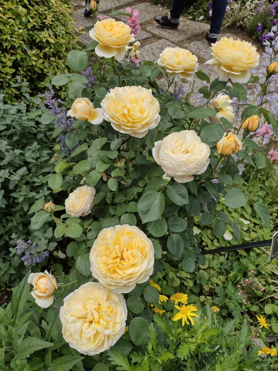 f:id:goodmotion55:20210513090046j:plain