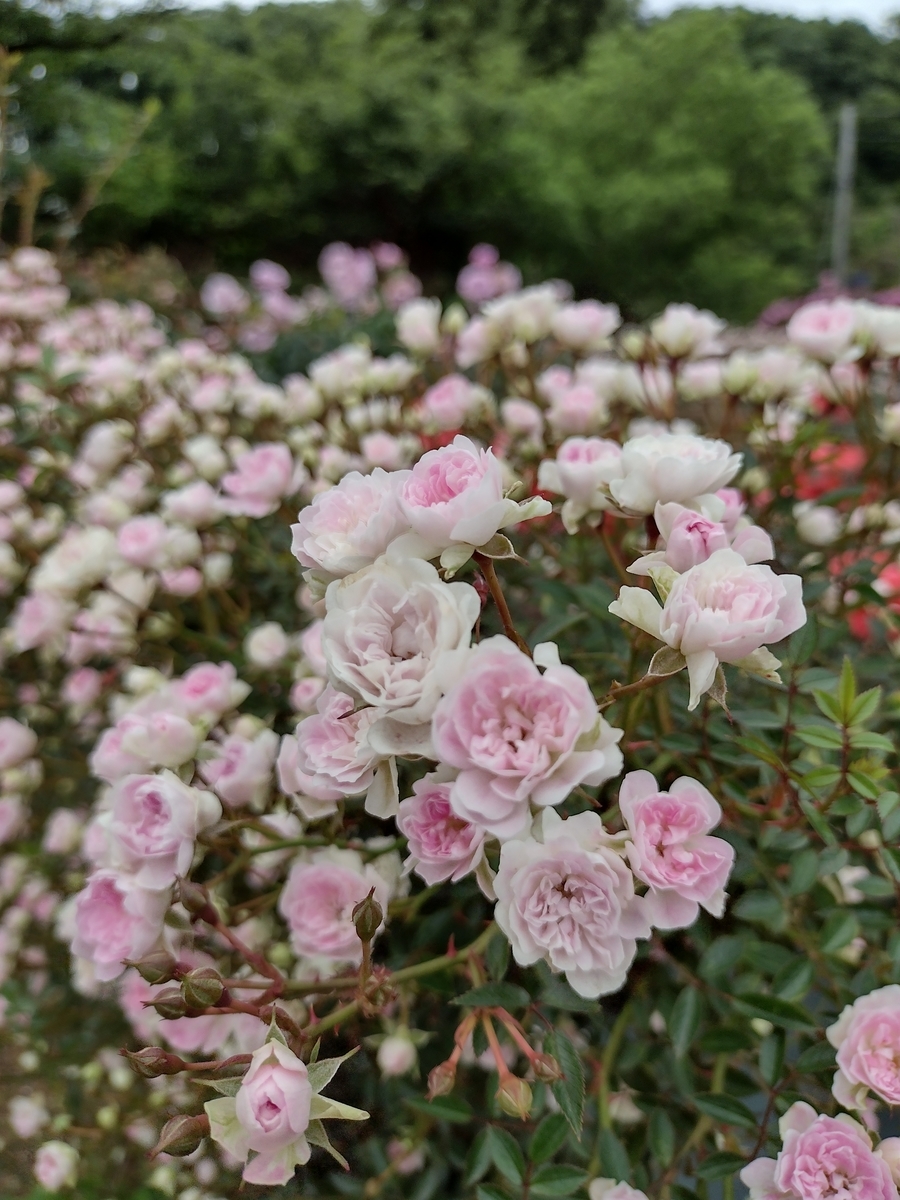 f:id:goodmotion55:20210517235151j:plain