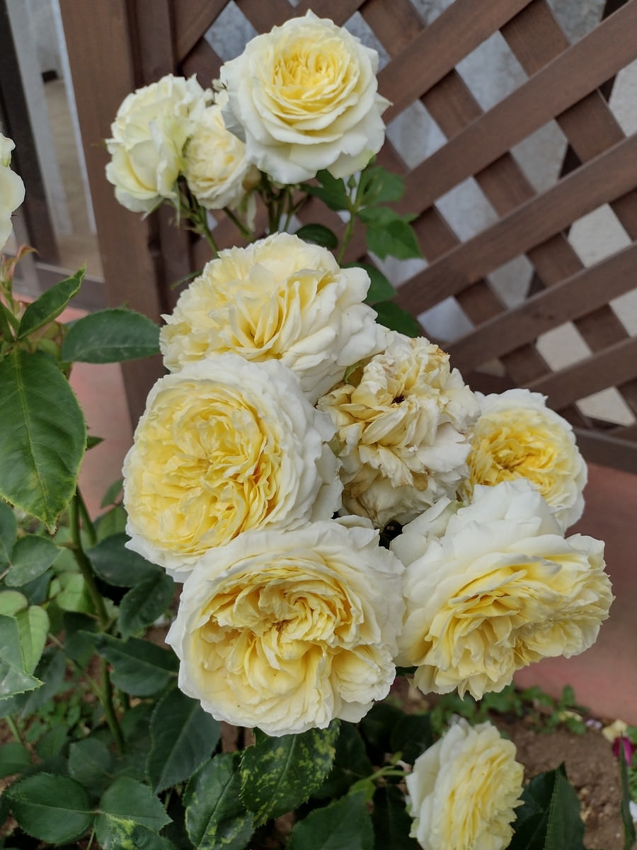 f:id:goodmotion55:20210517235222j:plain