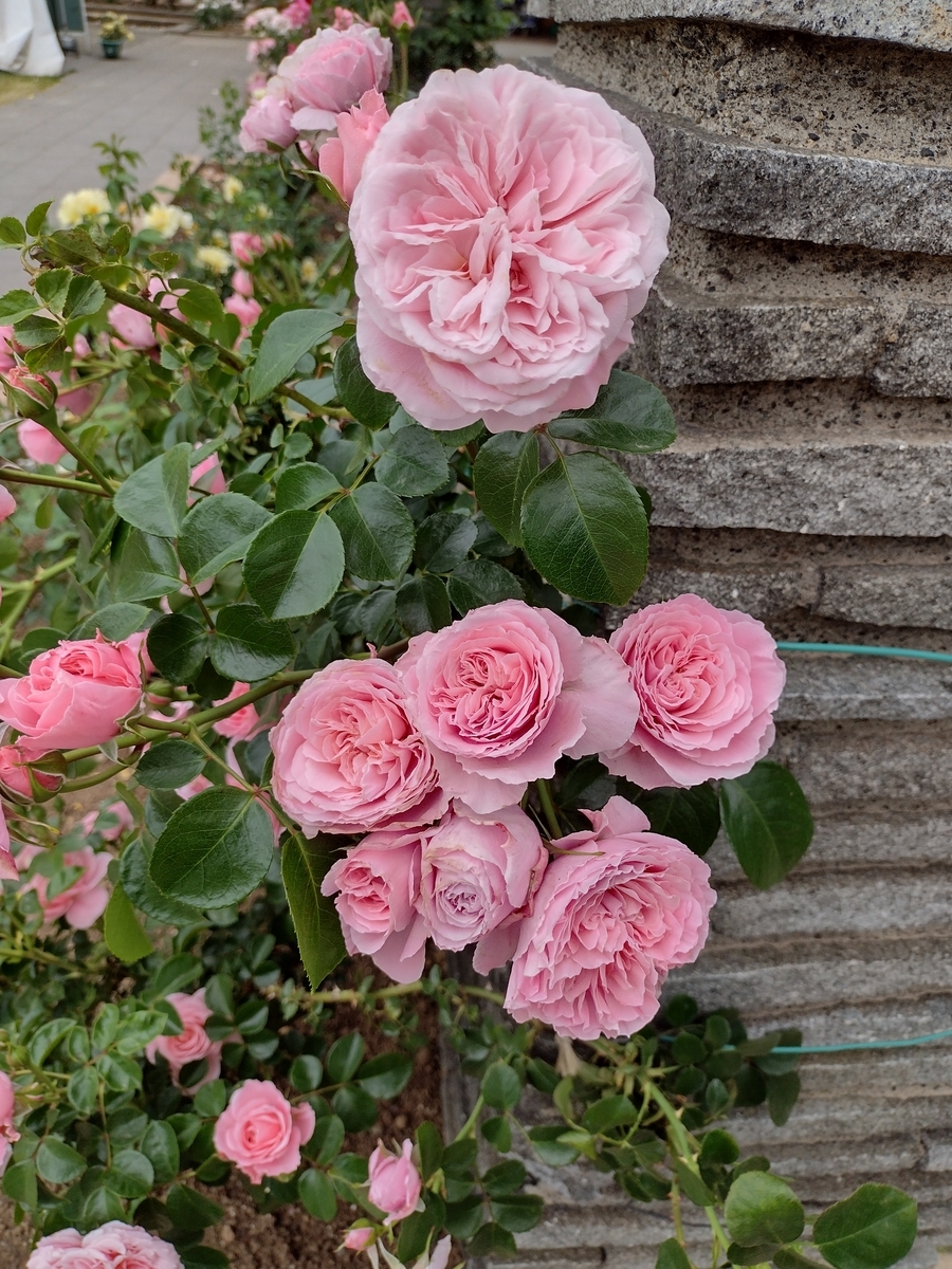 f:id:goodmotion55:20210517235250j:plain