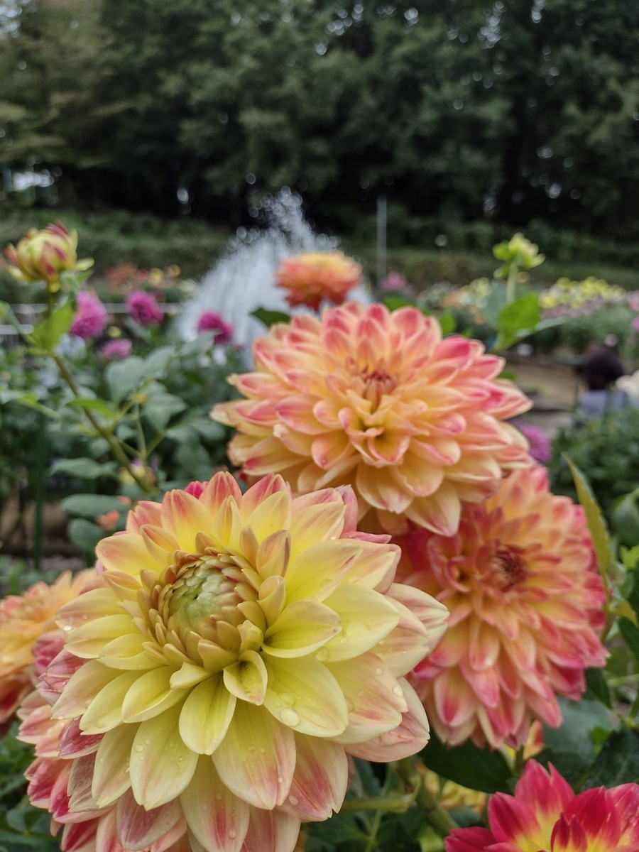 f:id:goodmotion55:20211012194919j:plain