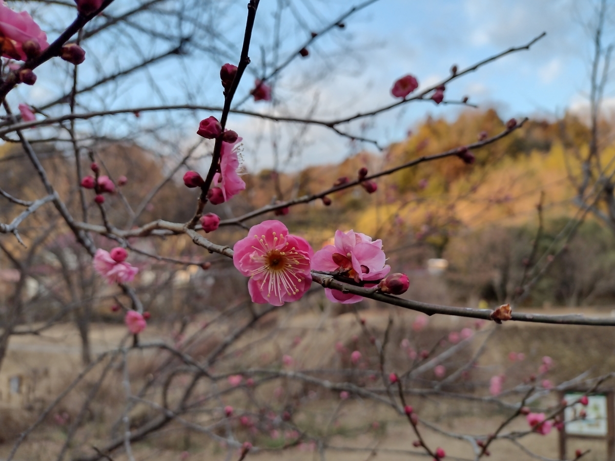 f:id:goodmotion55:20220208013808j:plain