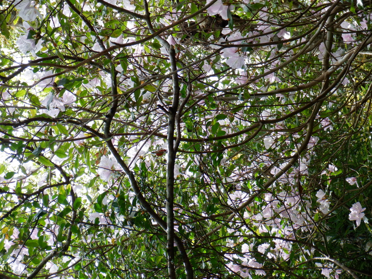 f:id:goodmotion55:20220403183445j:plain