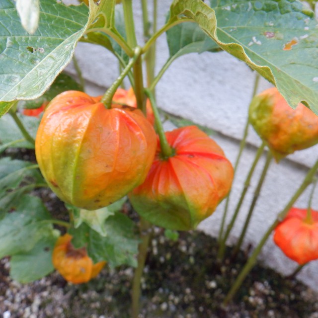 f:id:goodmotion55:20220821120934j:image f:id:goodmotion55:20220821120934j:image