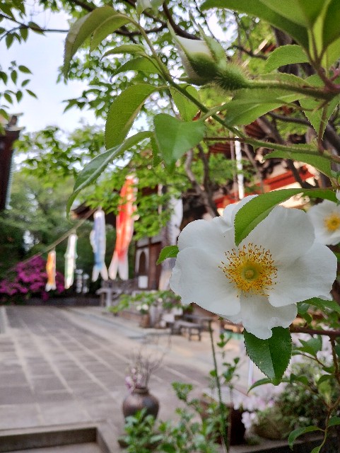 f:id:goodmotion55:20230501215513j:image