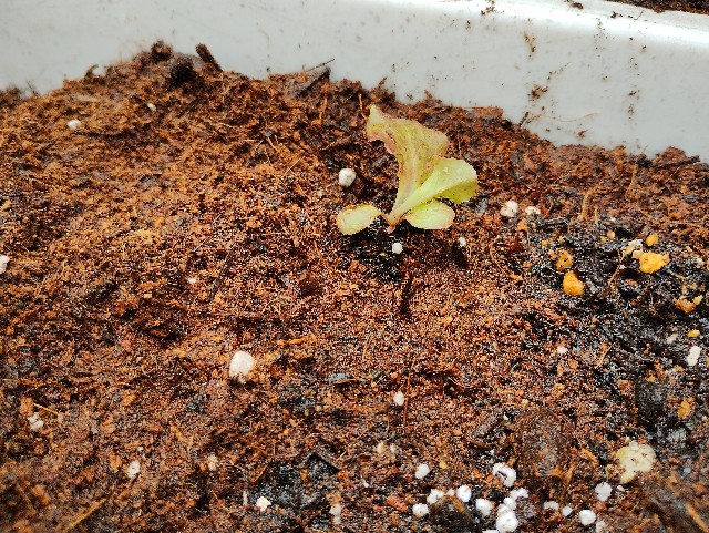 f:id:goodmotion55:20230501215820j:image