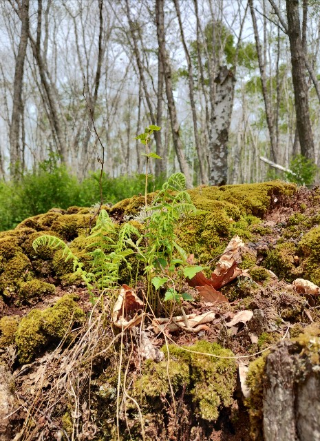 f:id:goodmotion55:20230616133256j:image