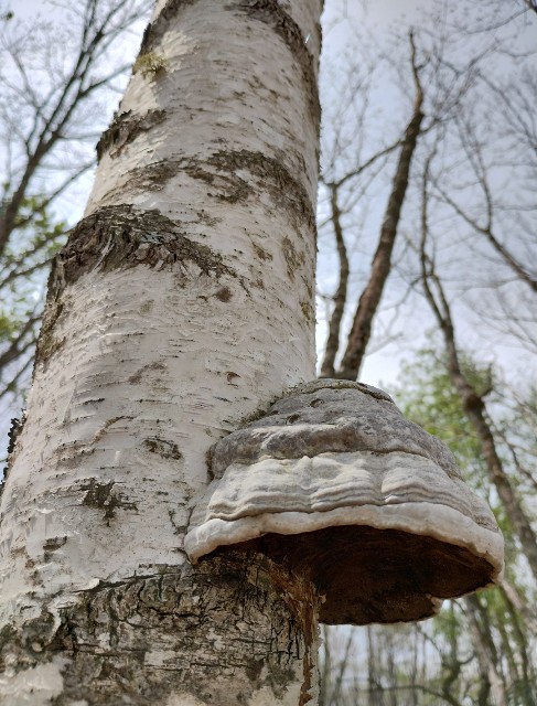 f:id:goodmotion55:20230616133551j:image