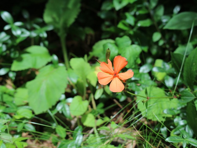 f:id:goodmotion55:20230810232644j:image f:id:goodmotion55:20230810232644j:image