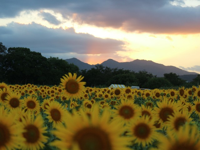 f:id:goodmotion55:20230812212616j:image f:id:goodmotion55:20230812212616j:image
