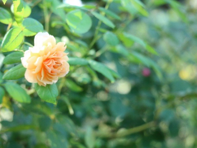 f:id:goodmotion55:20231015154805j:image f:id:goodmotion55:20231015154805j:image