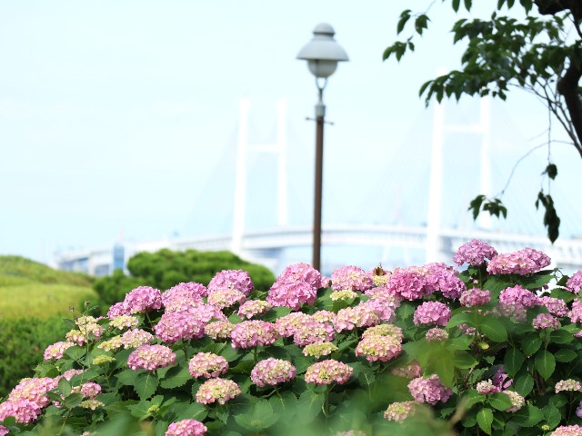 f:id:goodmotion55:20240606183244j:image f:id:goodmotion55:20240606183244j:image