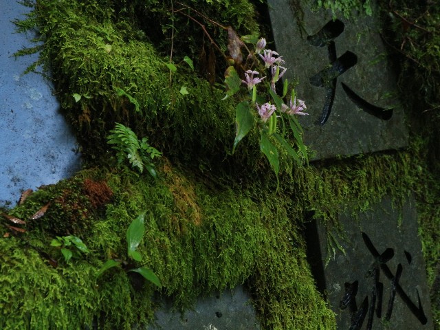 f:id:goodmotion55:20241019121312j:image
