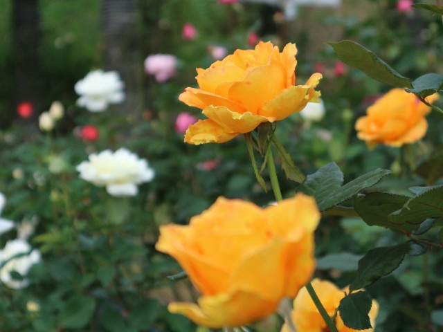 f:id:goodmotion55:20241117230956j:image f:id:goodmotion55:20241117230956j:image