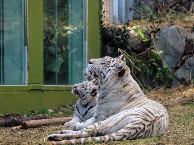 f:id:goodmotion55:20250217070800j:image