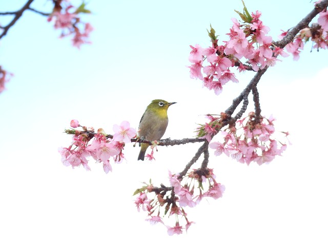 f:id:goodmotion55:20250322085909j:image