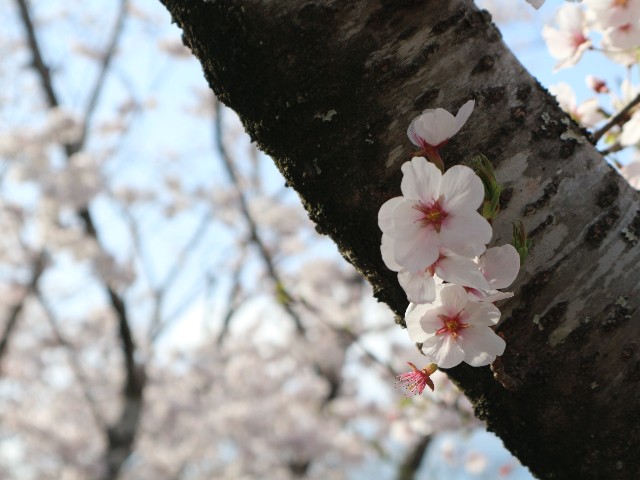 f:id:goodmotion55:20250401004634j:image