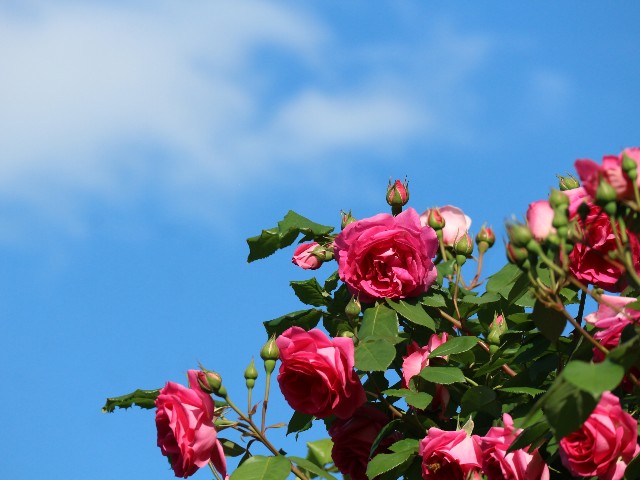 f:id:goodmotion55:20250515125415j:image f:id:goodmotion55:20250515125415j:image