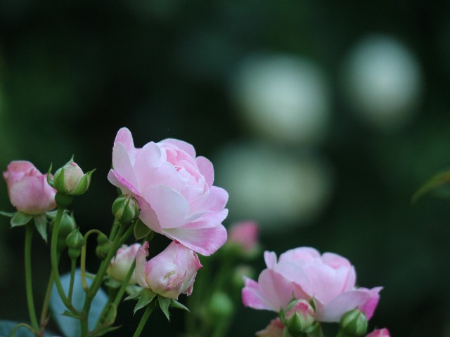f:id:goodmotion55:20250515125530j:image f:id:goodmotion55:20250515125530j:image