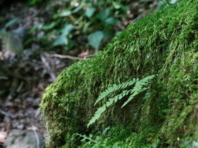 f:id:goodmotion55:20250728222308j:image f:id:goodmotion55:20250728222308j:image