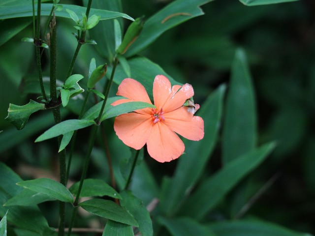 f:id:goodmotion55:20250901222946j:image