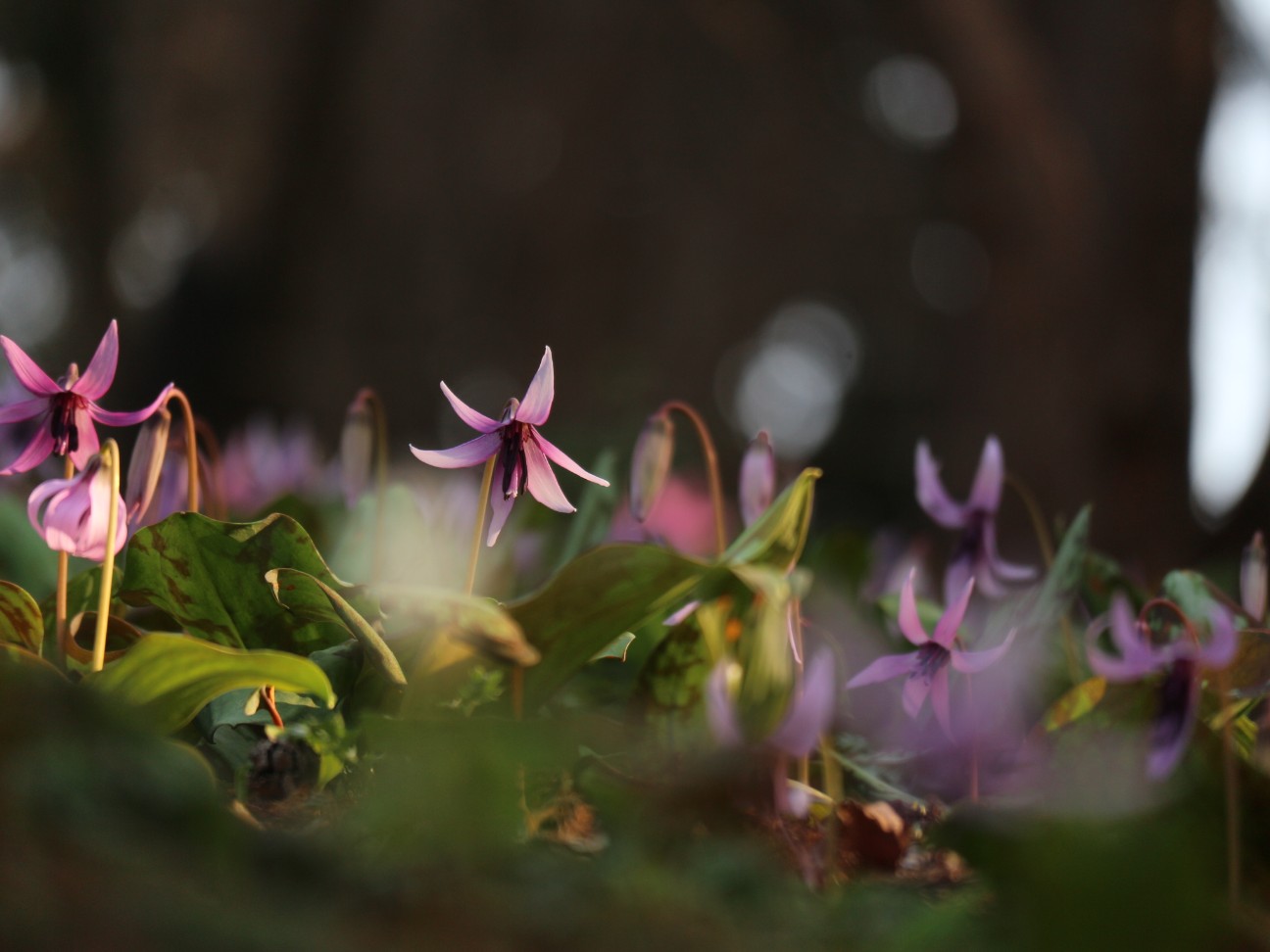 f:id:goodmotion55:20260323174503j:image