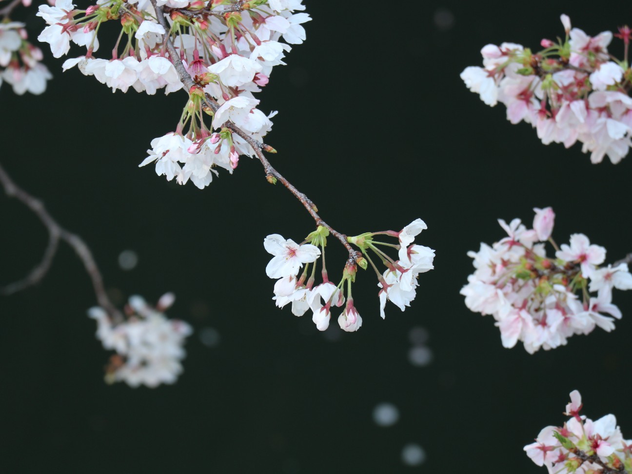 f:id:goodmotion55:20260405132700j:image