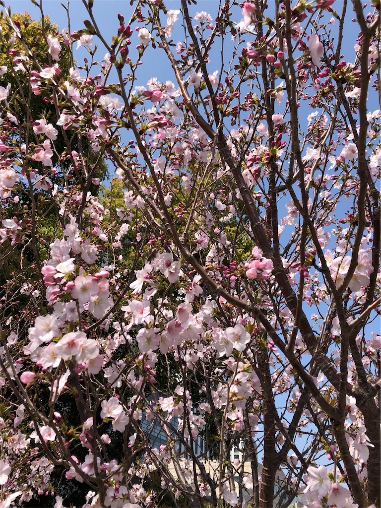 f:id:goodpoteko:20180406225230j:image f:id:goodpoteko:20180406225230j:image