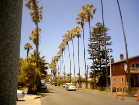 Palm Trees, San Diego