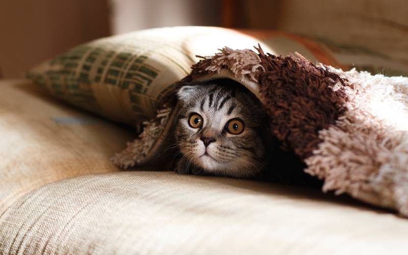 f:id:goolegleu:20190128194207j:plain f:id:goolegleu:20190128194207j:plain
