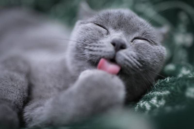 f:id:goolegleu:20190128195645j:plain f:id:goolegleu:20190128195645j:plain