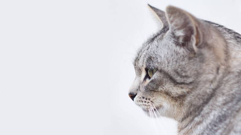 f:id:goolegleu:20190128195657j:plain f:id:goolegleu:20190128195657j:plain