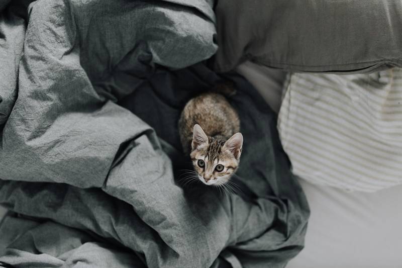 f:id:goolegleu:20190128195717j:plain f:id:goolegleu:20190128195717j:plain