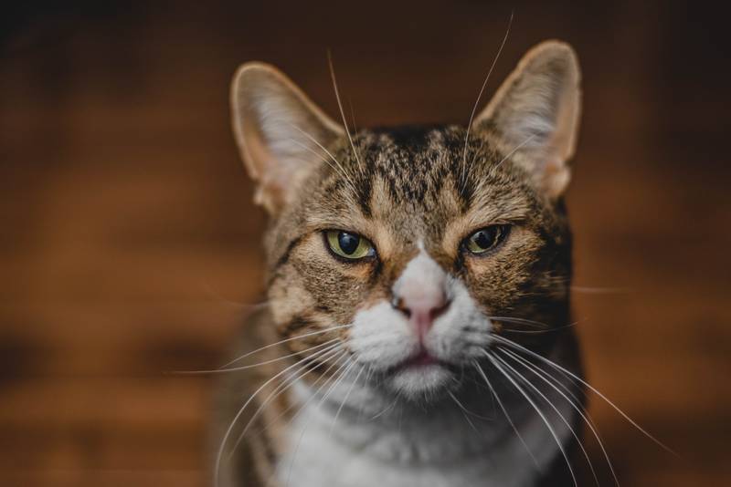 f:id:goolegleu:20190128201604j:plain f:id:goolegleu:20190128201604j:plain