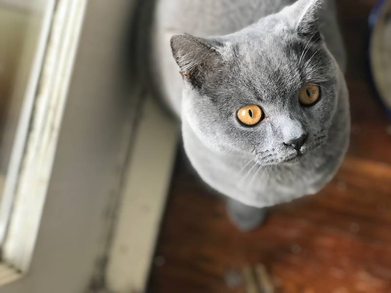 f:id:goolegleu:20190128201612j:plain f:id:goolegleu:20190128201612j:plain