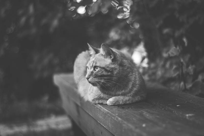 f:id:goolegleu:20190128201615j:plain f:id:goolegleu:20190128201615j:plain