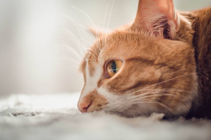 f:id:goolegleu:20190128201627j:plain f:id:goolegleu:20190128201627j:plain
