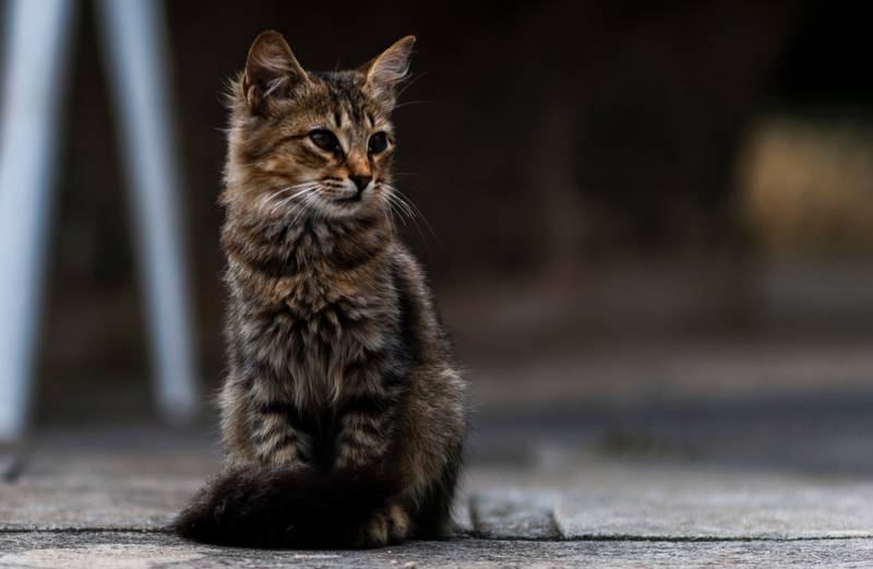 f:id:goolegleu:20190128201636j:plain f:id:goolegleu:20190128201636j:plain
