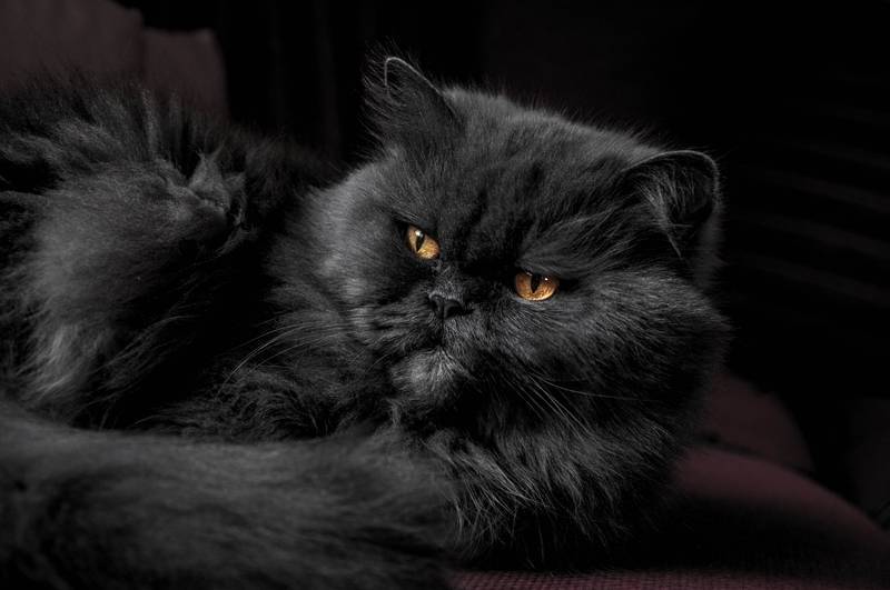 f:id:goolegleu:20190128201640j:plain f:id:goolegleu:20190128201640j:plain