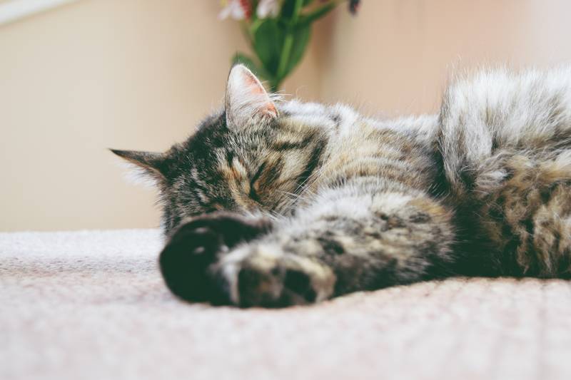 f:id:goolegleu:20190128201642j:plain f:id:goolegleu:20190128201642j:plain