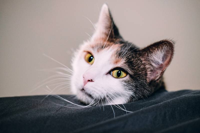 f:id:goolegleu:20190128212401j:plain f:id:goolegleu:20190128212401j:plain