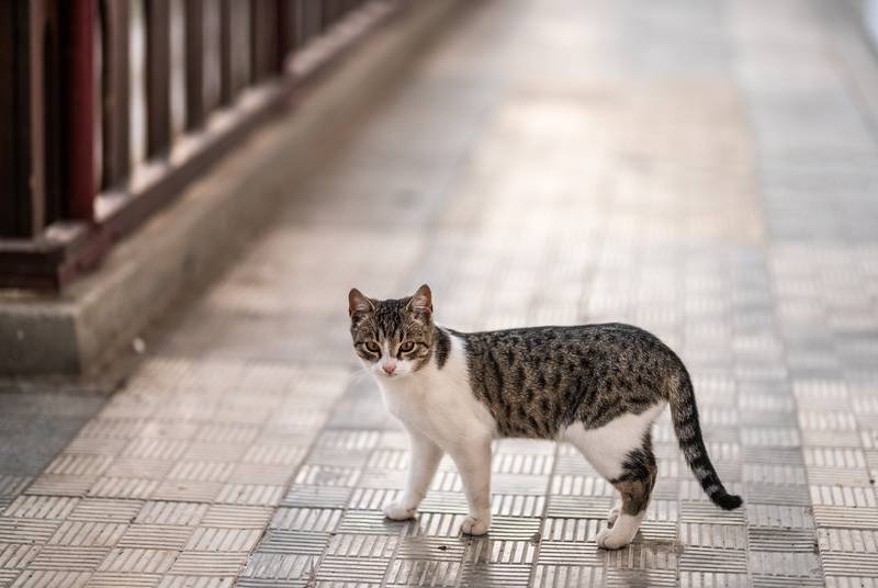 f:id:goolegleu:20190128212405j:plain f:id:goolegleu:20190128212405j:plain