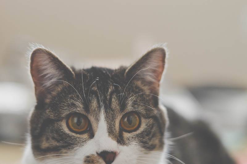 f:id:goolegleu:20190128212407j:plain f:id:goolegleu:20190128212407j:plain