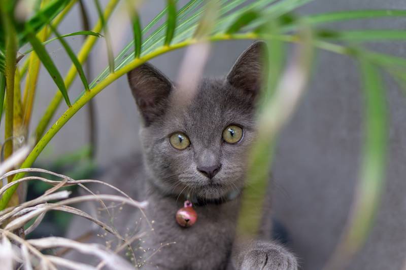 f:id:goolegleu:20190128212424j:plain f:id:goolegleu:20190128212424j:plain