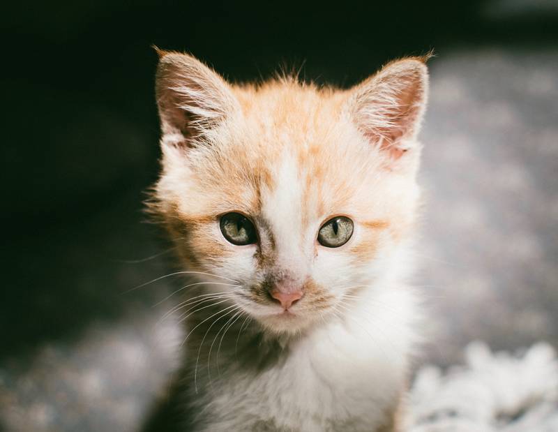 f:id:goolegleu:20190128212425j:plain f:id:goolegleu:20190128212425j:plain