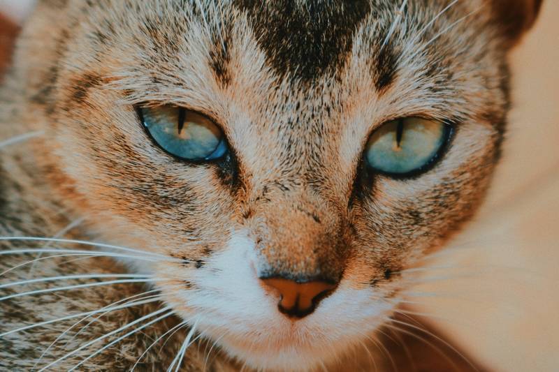 f:id:goolegleu:20190128212426j:plain f:id:goolegleu:20190128212426j:plain