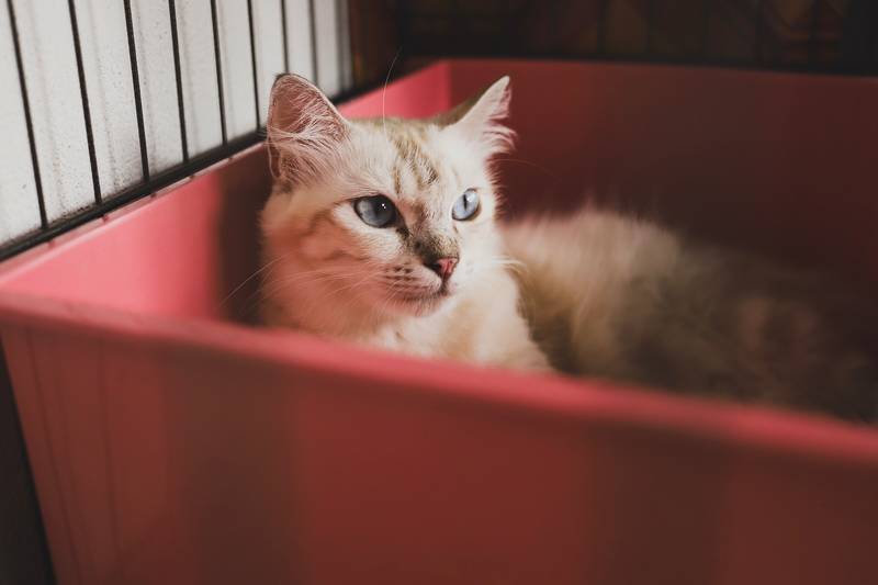 f:id:goolegleu:20190128212428j:plain f:id:goolegleu:20190128212428j:plain
