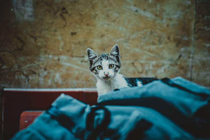 f:id:goolegleu:20190128212431j:plain f:id:goolegleu:20190128212431j:plain