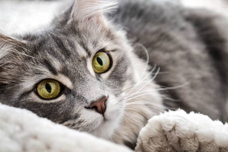 f:id:goolegleu:20190128212433j:plain f:id:goolegleu:20190128212433j:plain
