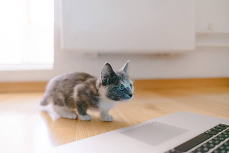 f:id:goolegleu:20190128212443j:plain f:id:goolegleu:20190128212443j:plain
